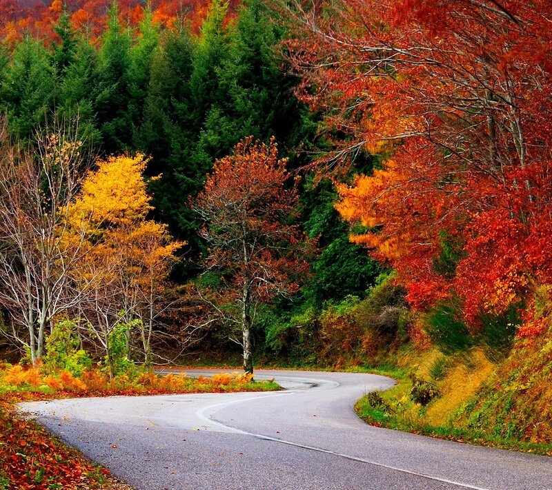 Winding Road in Forest — Red, Serene, Autumn, Photograph, Trees, Fall Foliage