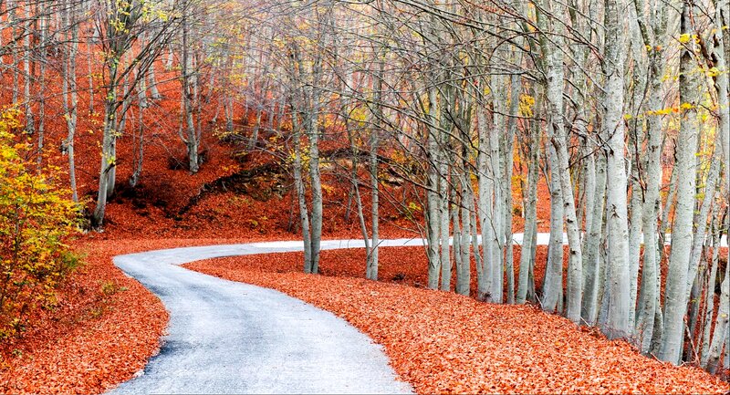 Winding Road in Forest — Red, Serene, Autumn, Photograph, Trees, Leaves, Path