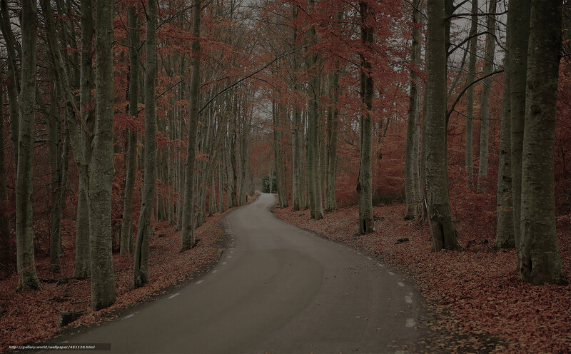 Winding Road in Forest — Red, Serene, Autumn, Photograph, Trees, Leaves