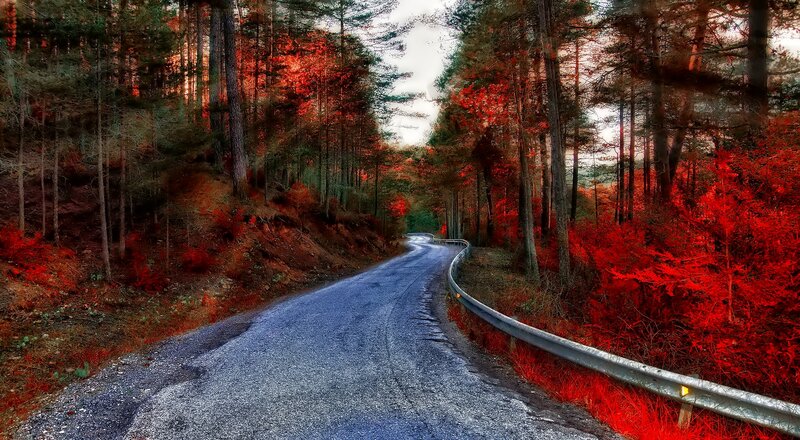 Winding Road in Forest — Red, Serene, Autumn