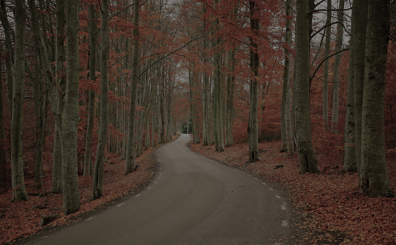 Winding Road in Forest — Red, Serene