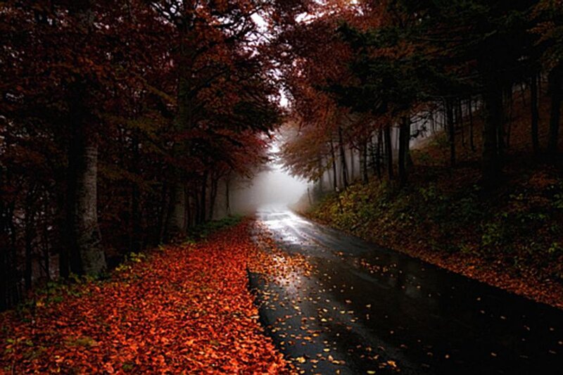 Winding Road in Forest — Red
