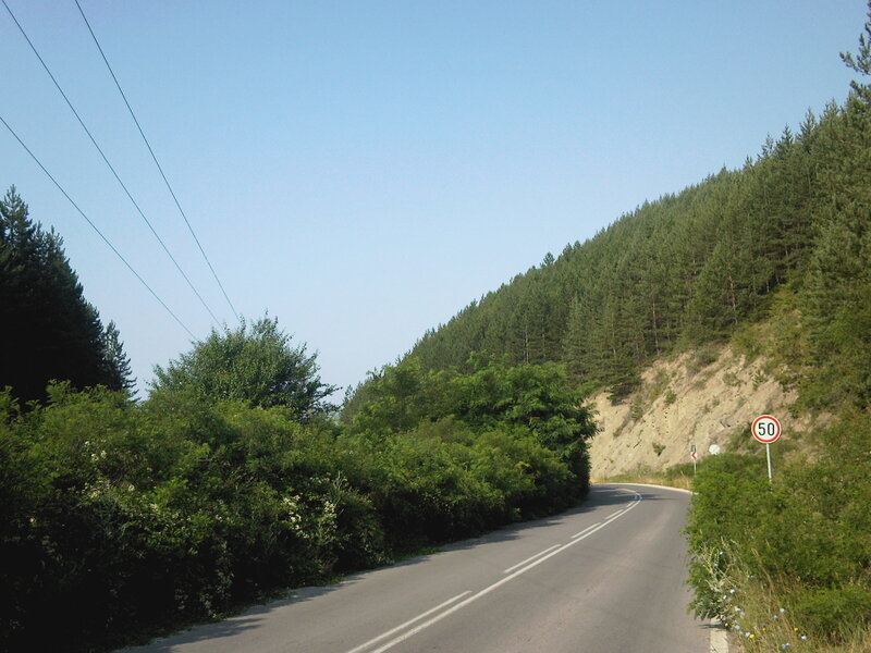 Winding Road in Forest