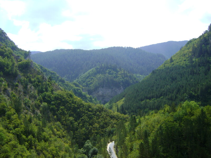 Winding Road in Forest Valley