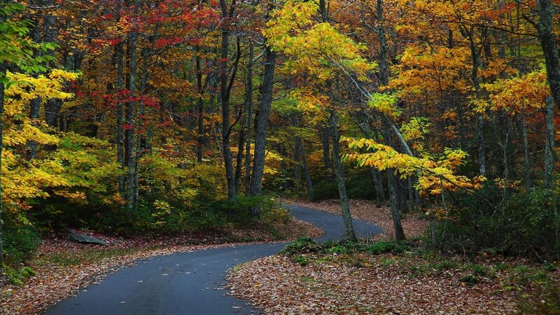 Winding Road in Forest — Yellow, Green