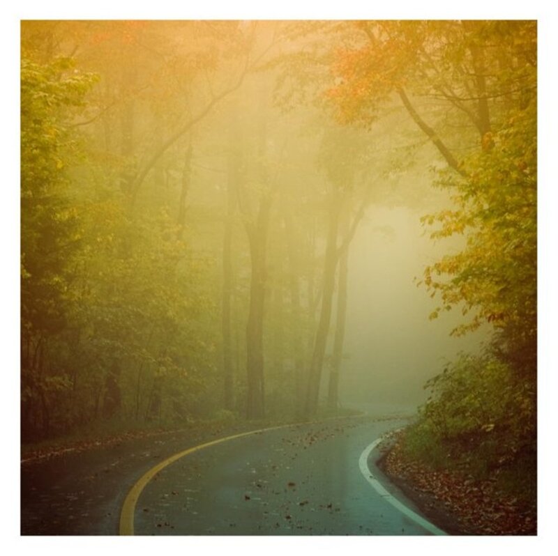 Winding Road in Forest — Yellow, Misty