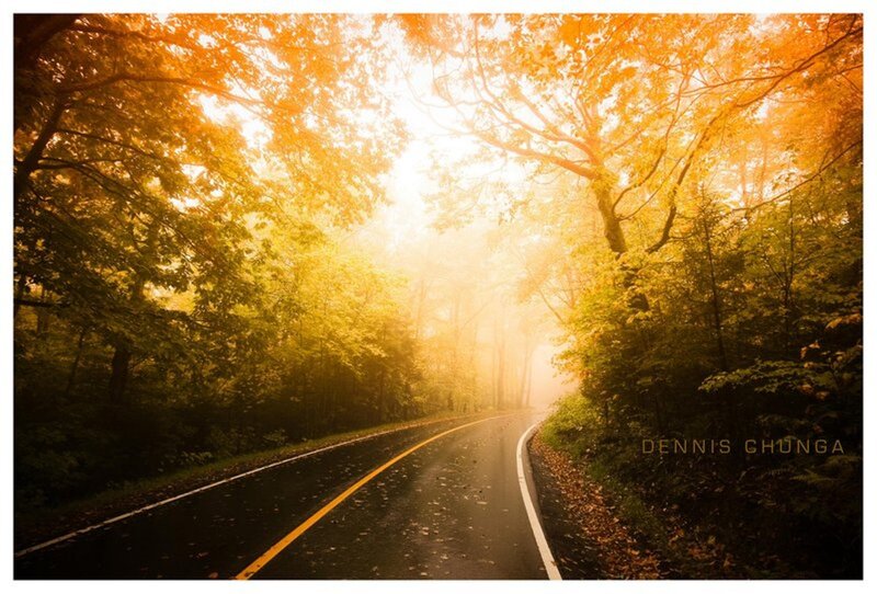 Winding Road in Forest — Yellow, Serene, Autumn, Photograph