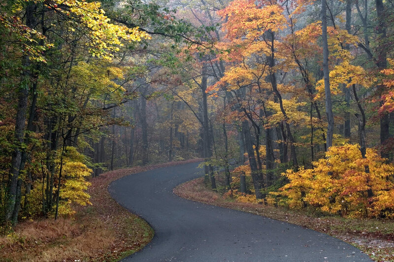 Winding Road in Forest — Yellow, Serene, Autumn, Photograph, Trees, Fall Foliage