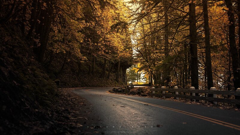 Winding Road in Forest — Yellow, Serene, Autumn, Photograph, Trees, Guardrail, Leaves
