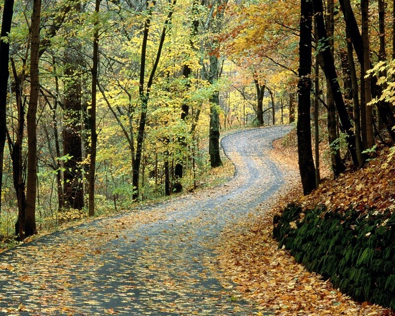Winding Road in Forest — Yellow, Serene, Autumn, Photograph, Trees, Leaves, Path, Green