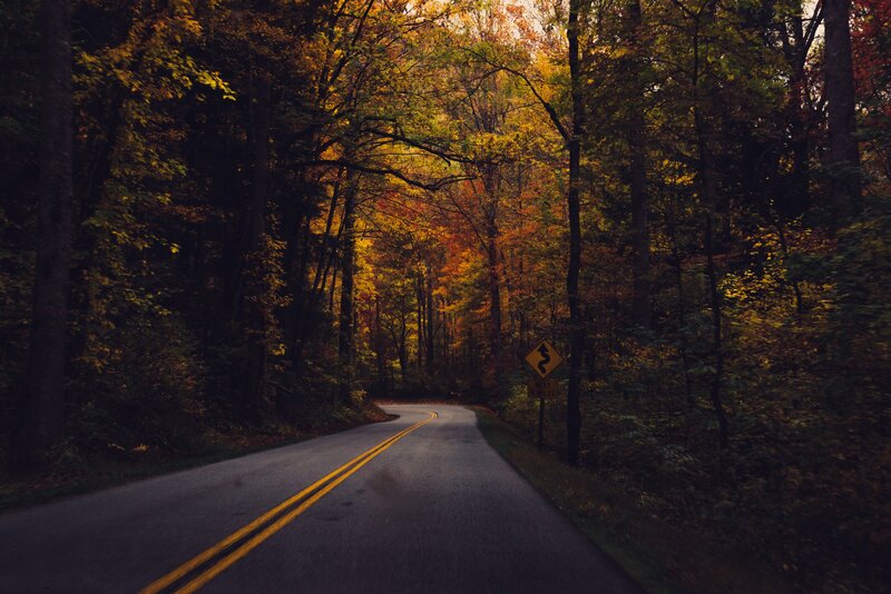 Winding Road in Forest — Yellow, Serene, Autumn, Photograph, Trees, Road Sign