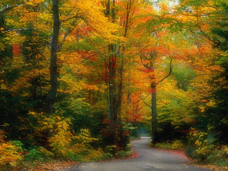 Winding Road in Forest — Yellow, Serene, Autumn, Photograph, Trees