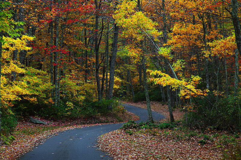 Winding Road in Forest — Yellow, Serene, Autumn