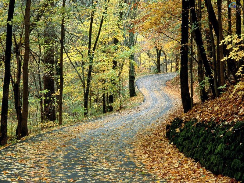 Winding Road in Forest — Yellow, Serene