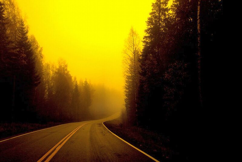 Winding Road in Forest — Yellow