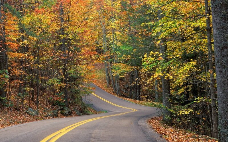 Winding Road in Forest — Yellow, Trees