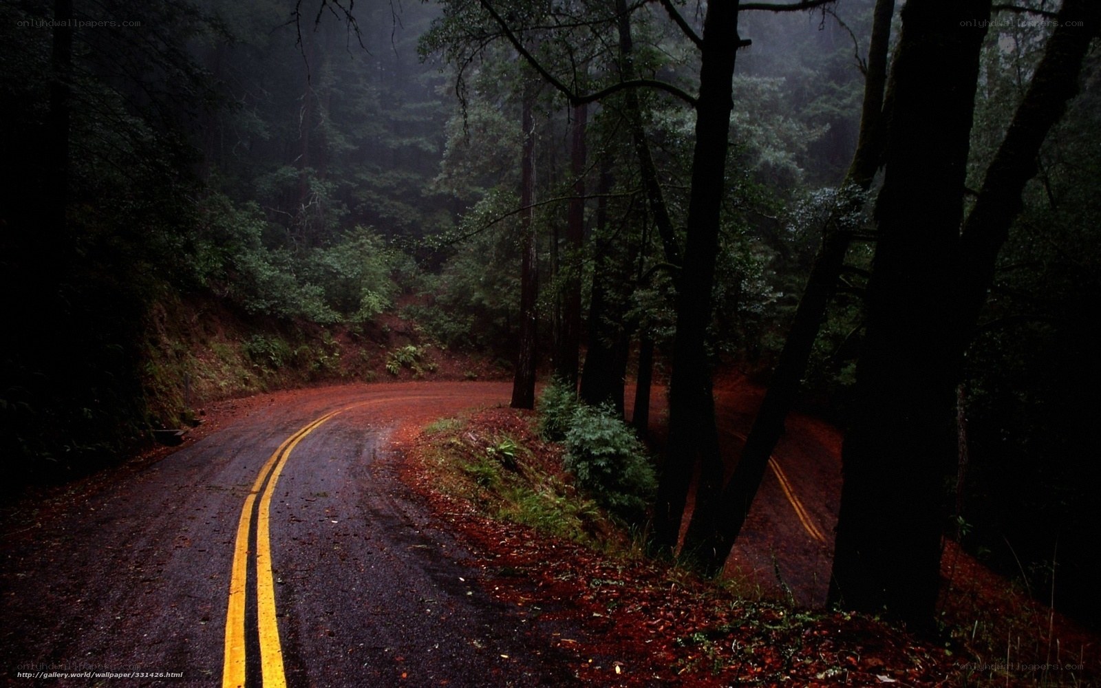 Winding road in misty forest