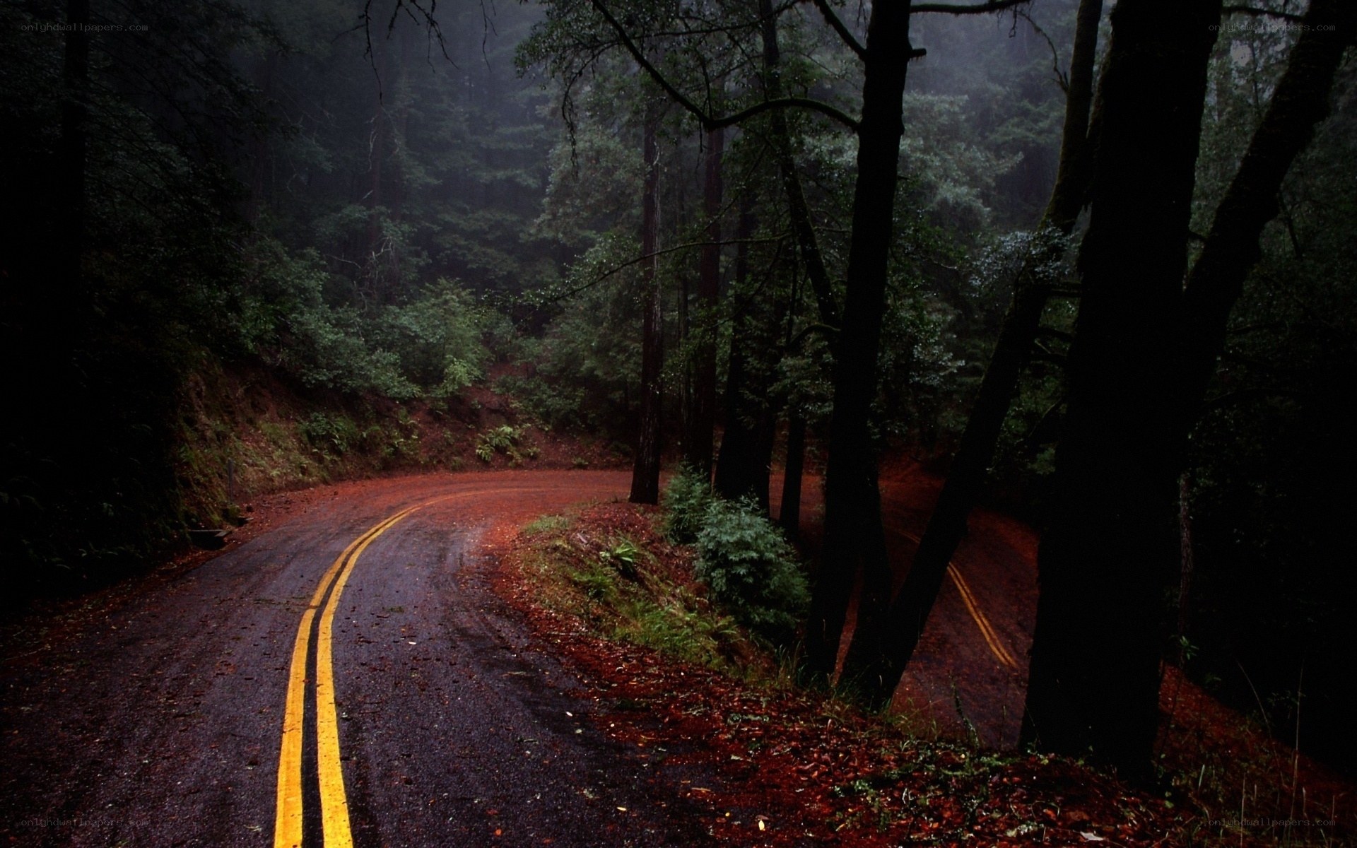 Winding road in misty forest