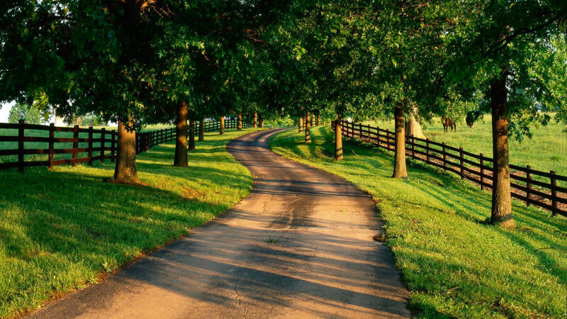 Winding Road in Park