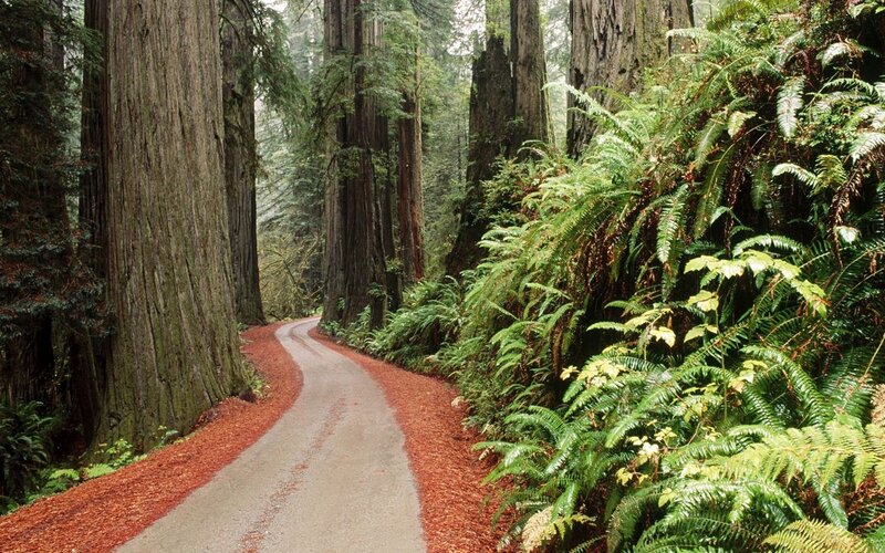 Winding Road in Redwood Forest — Green