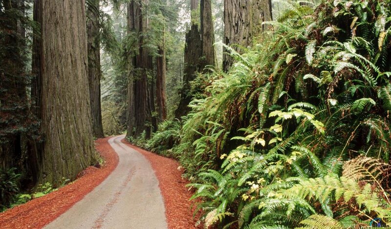 Winding Road in Redwood Forest
