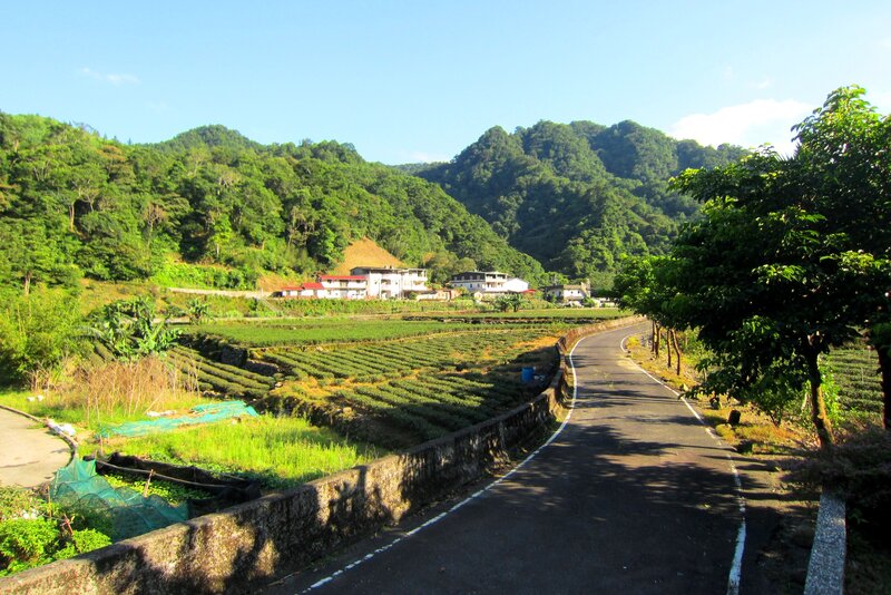 Winding Road in Tea Fields
