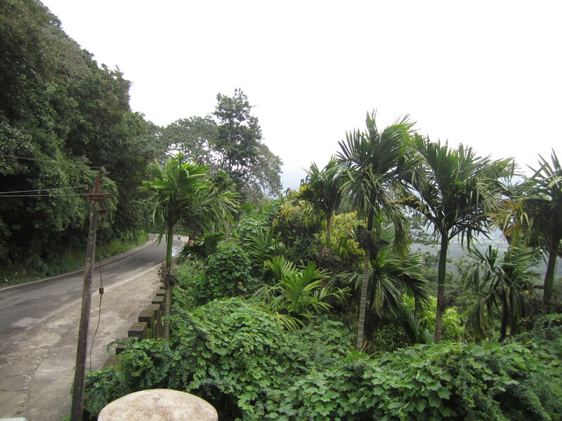 Winding Road in Tropical Forest