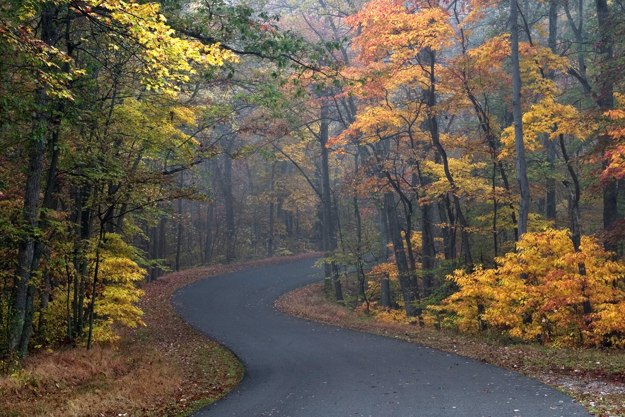 Winding road through autumn forest