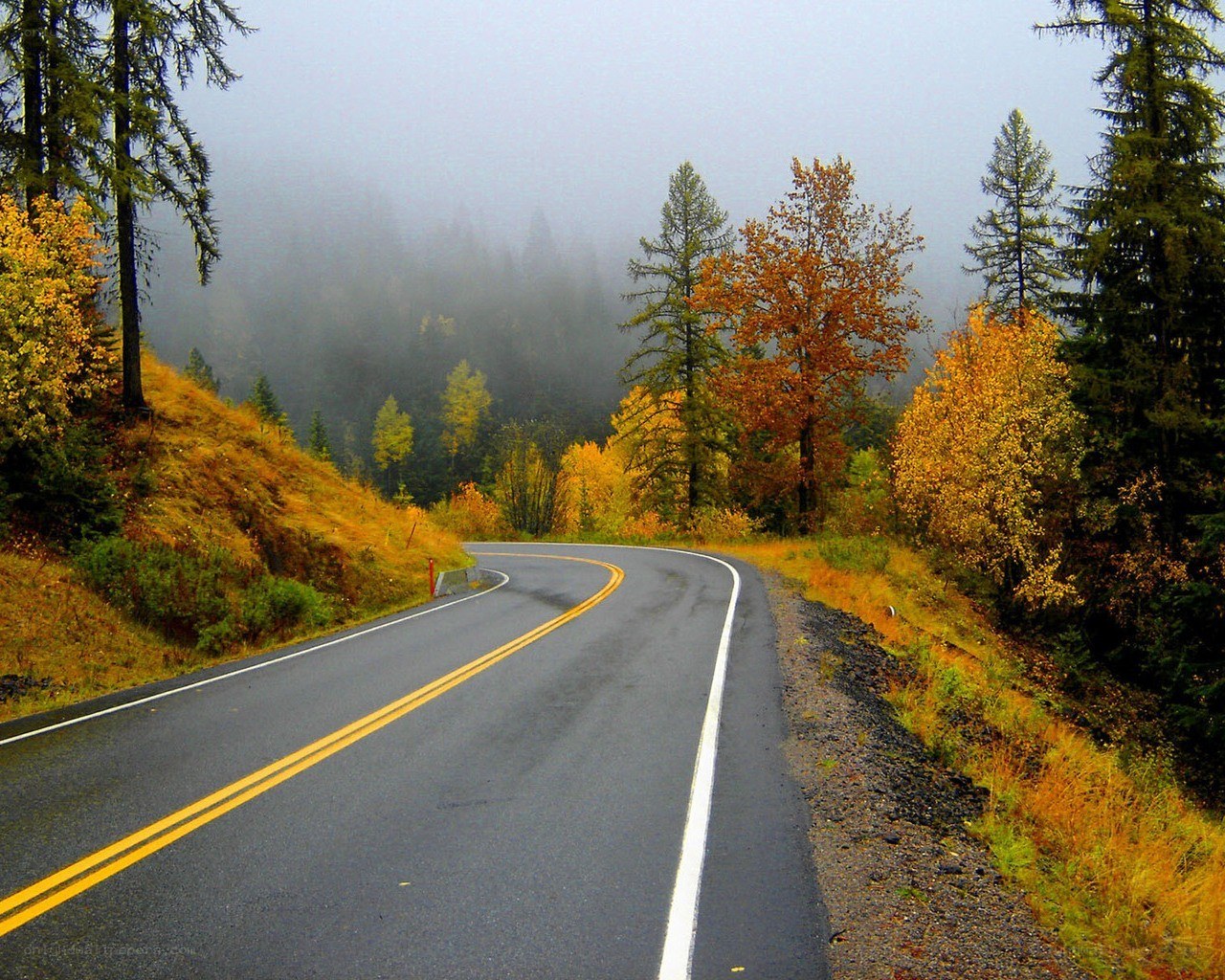 Winding road through autumn forest
