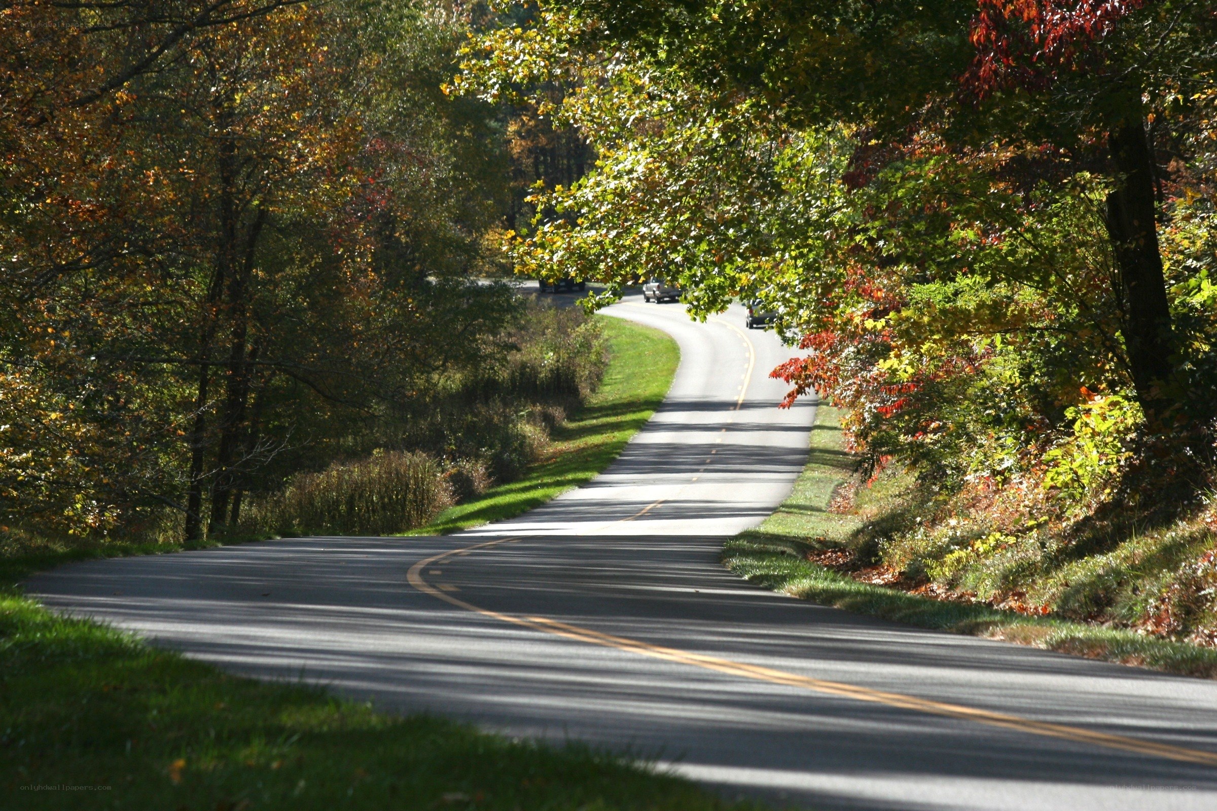 Winding road through autumn forest