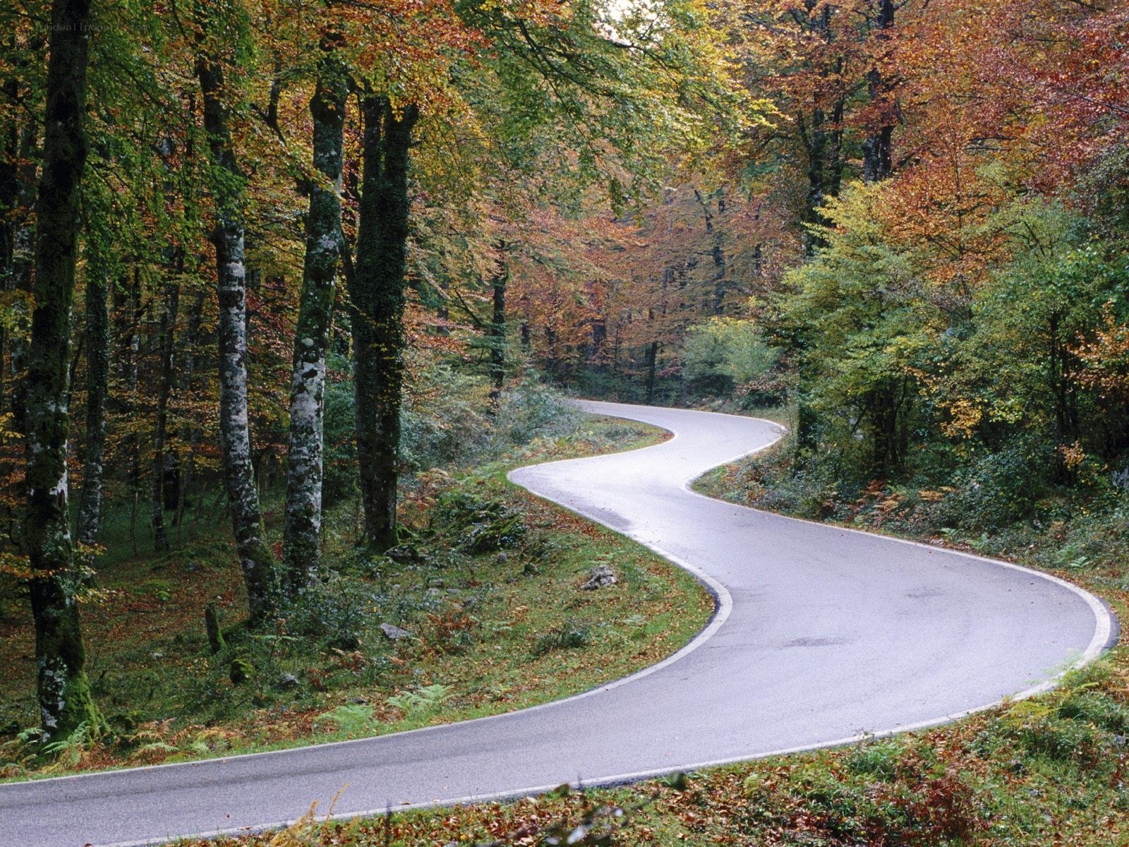 Winding road through autumn forest