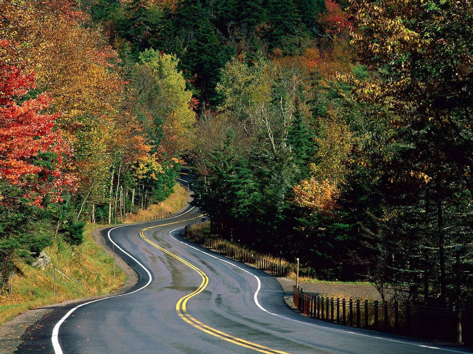 Winding road through autumn forest