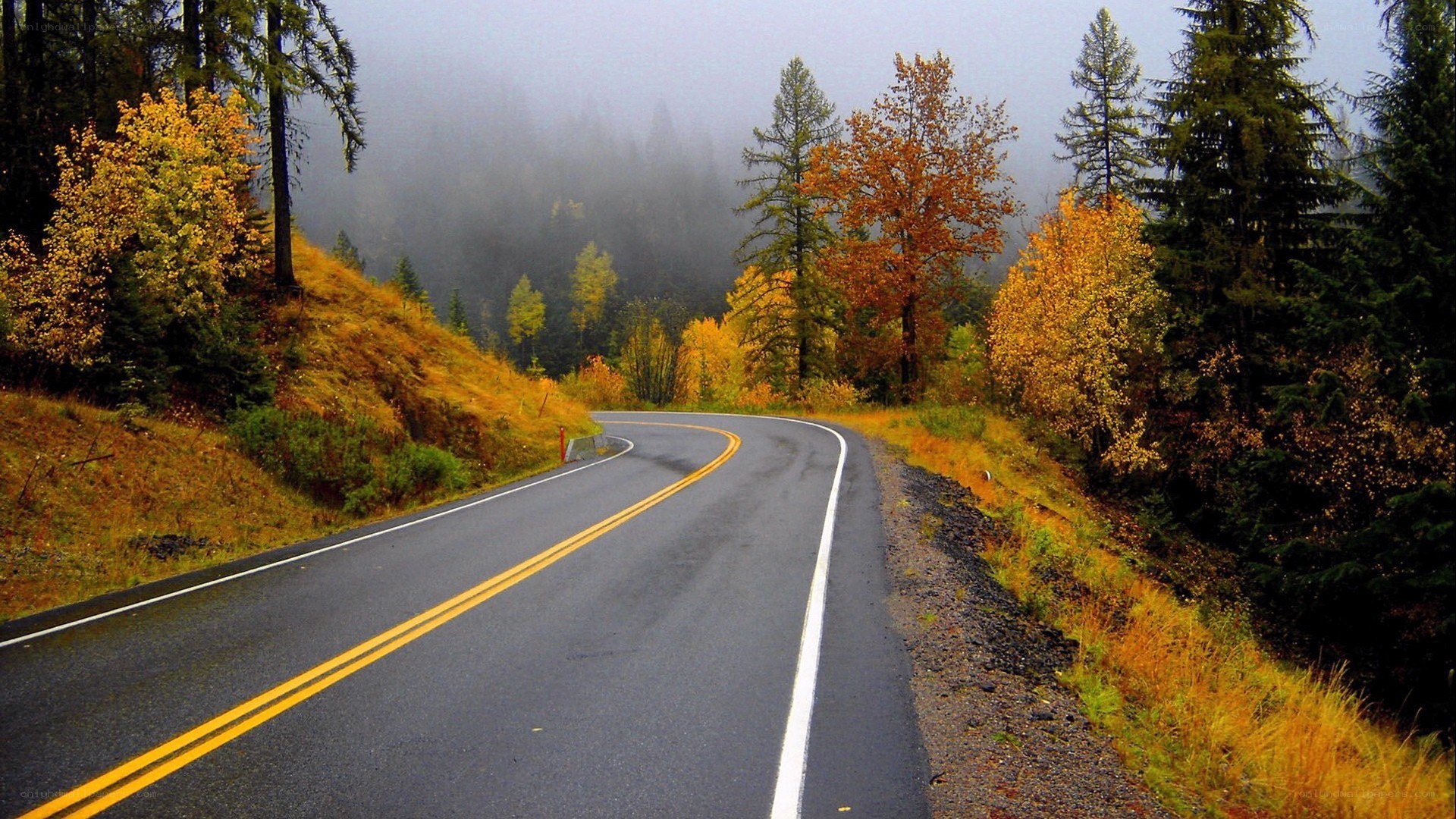 Winding road through autumn forest