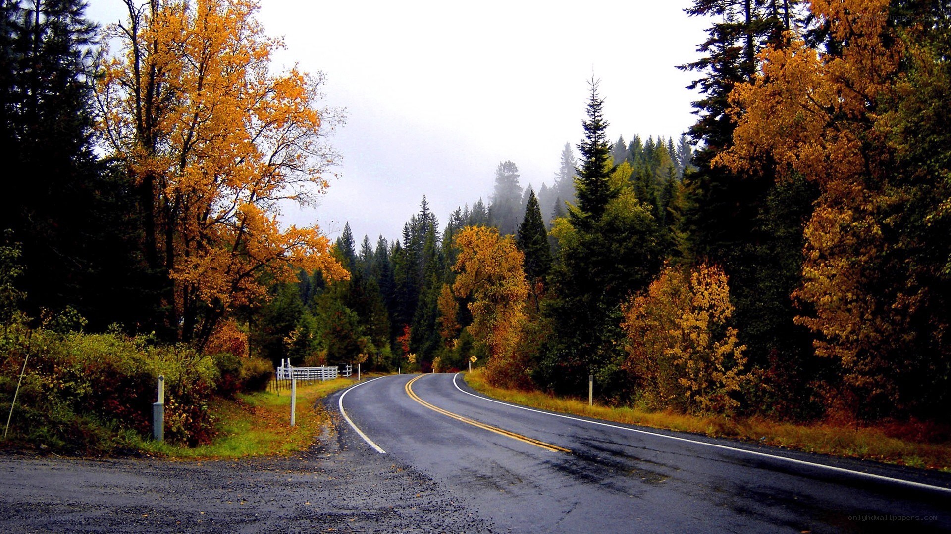 Winding road through autumn forest
