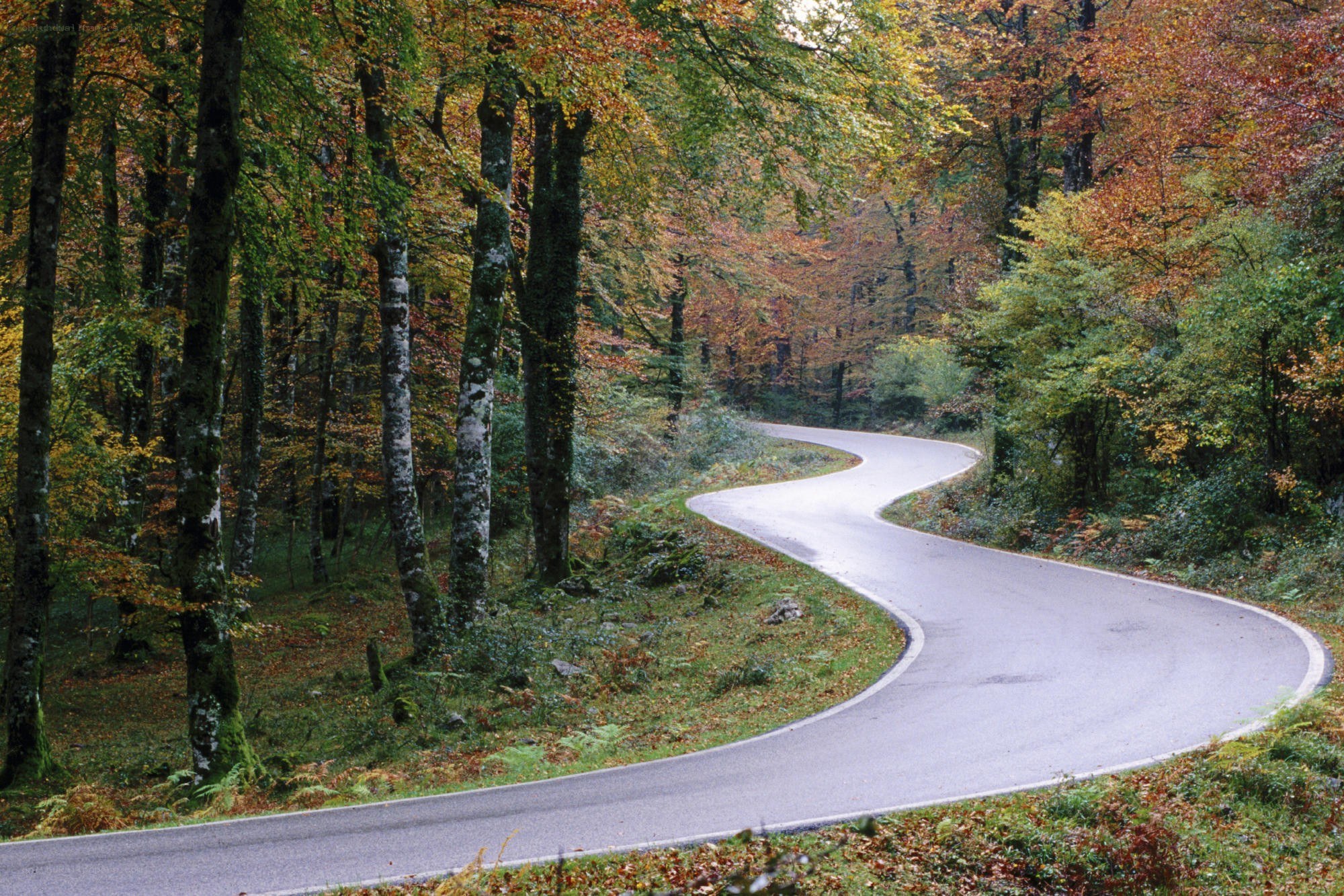 Winding road through autumn forest