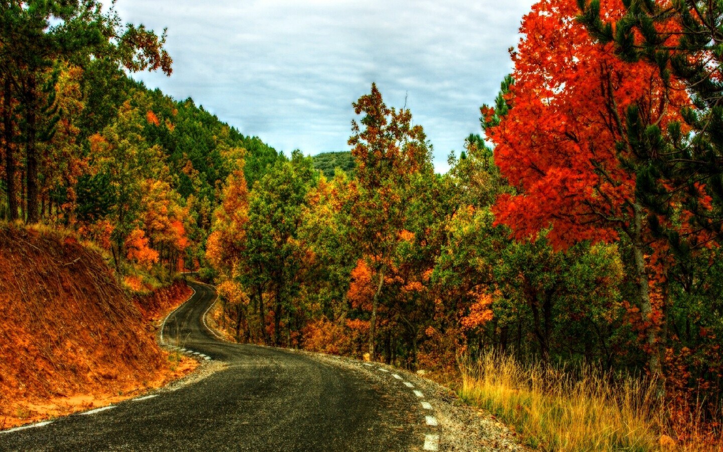Winding road through autumn forest