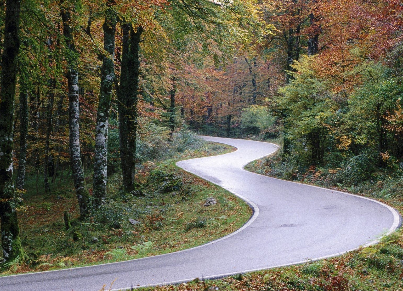 Winding road through autumn forest