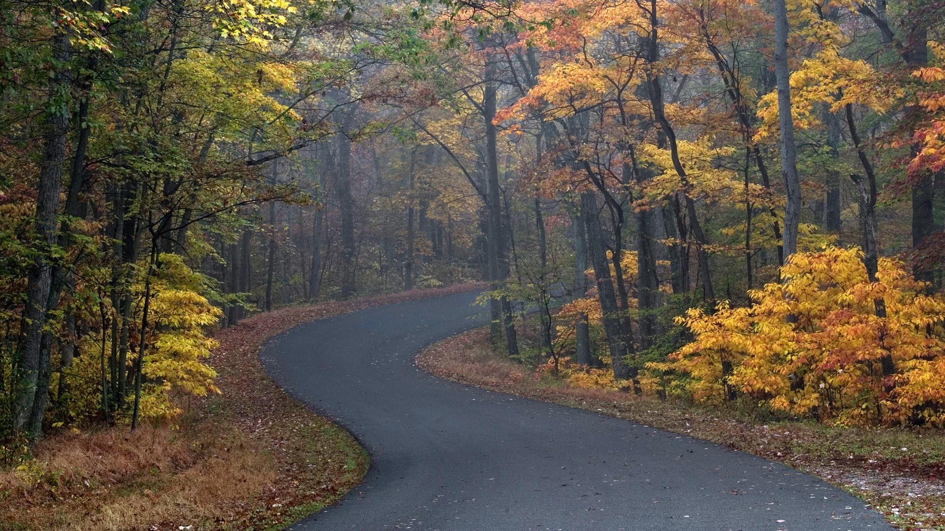 Winding road through autumn forest