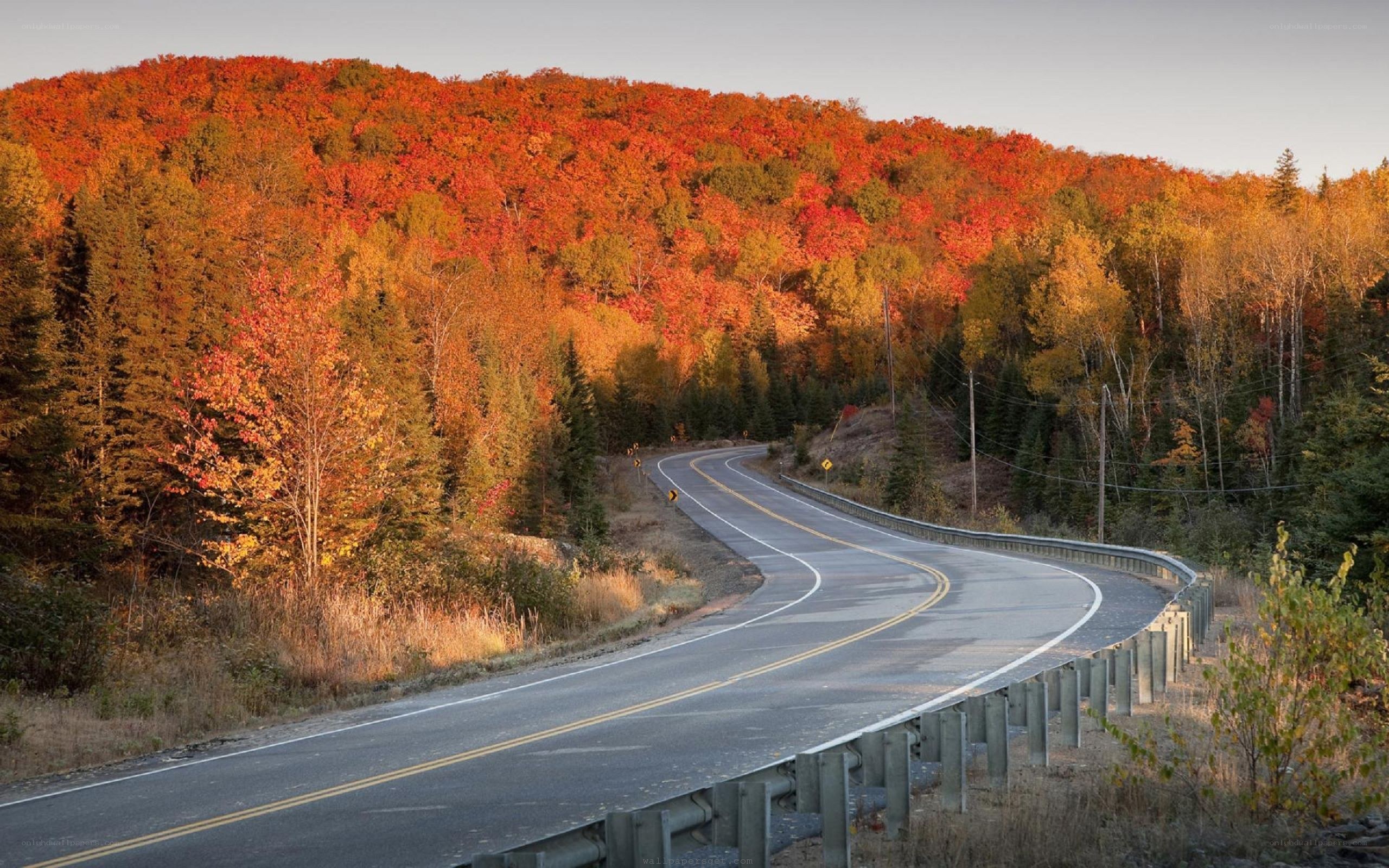 Winding road through autumn forest