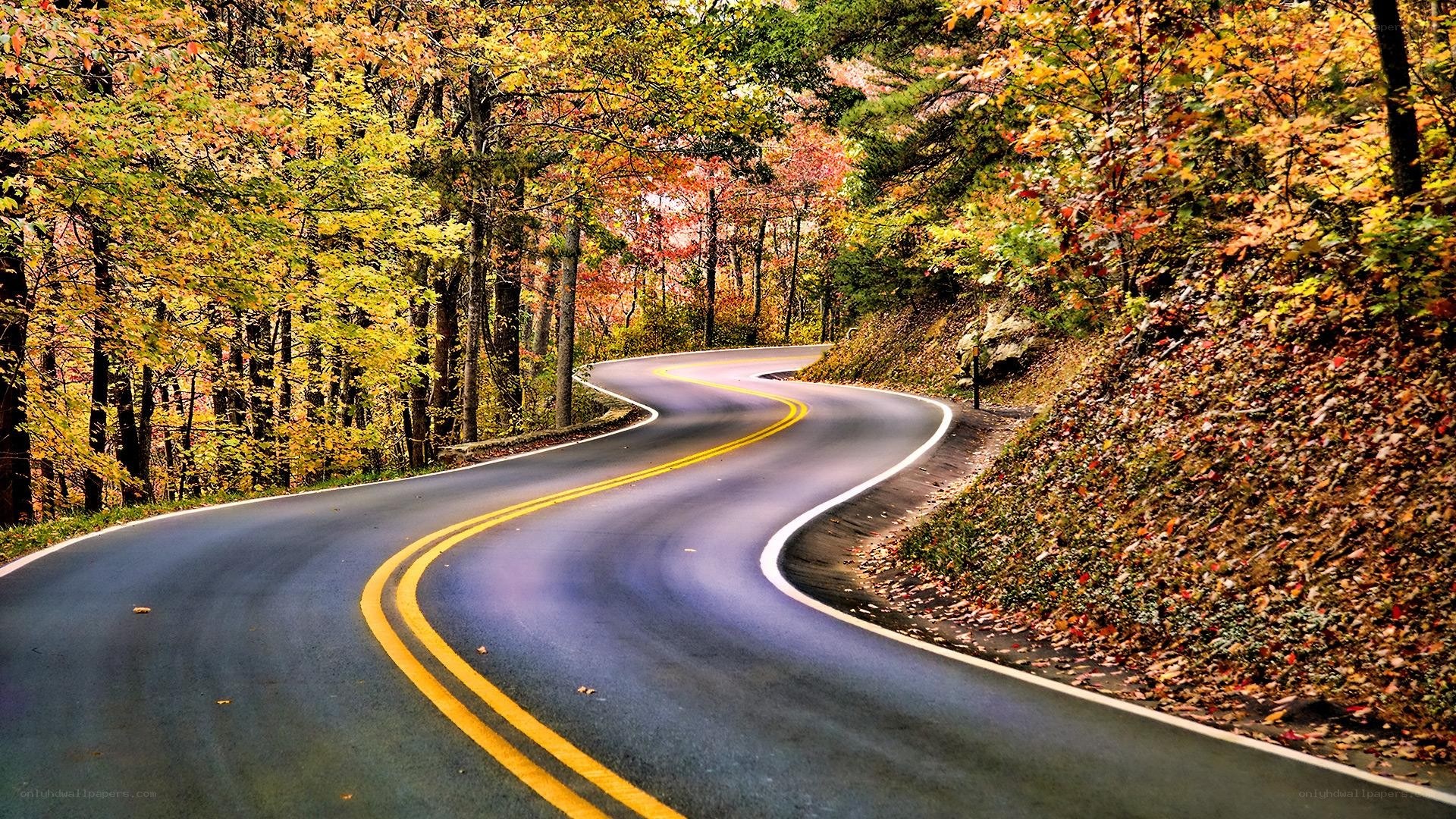Winding road through autumn forest
