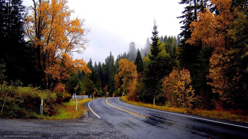 Winding road through autumn forest