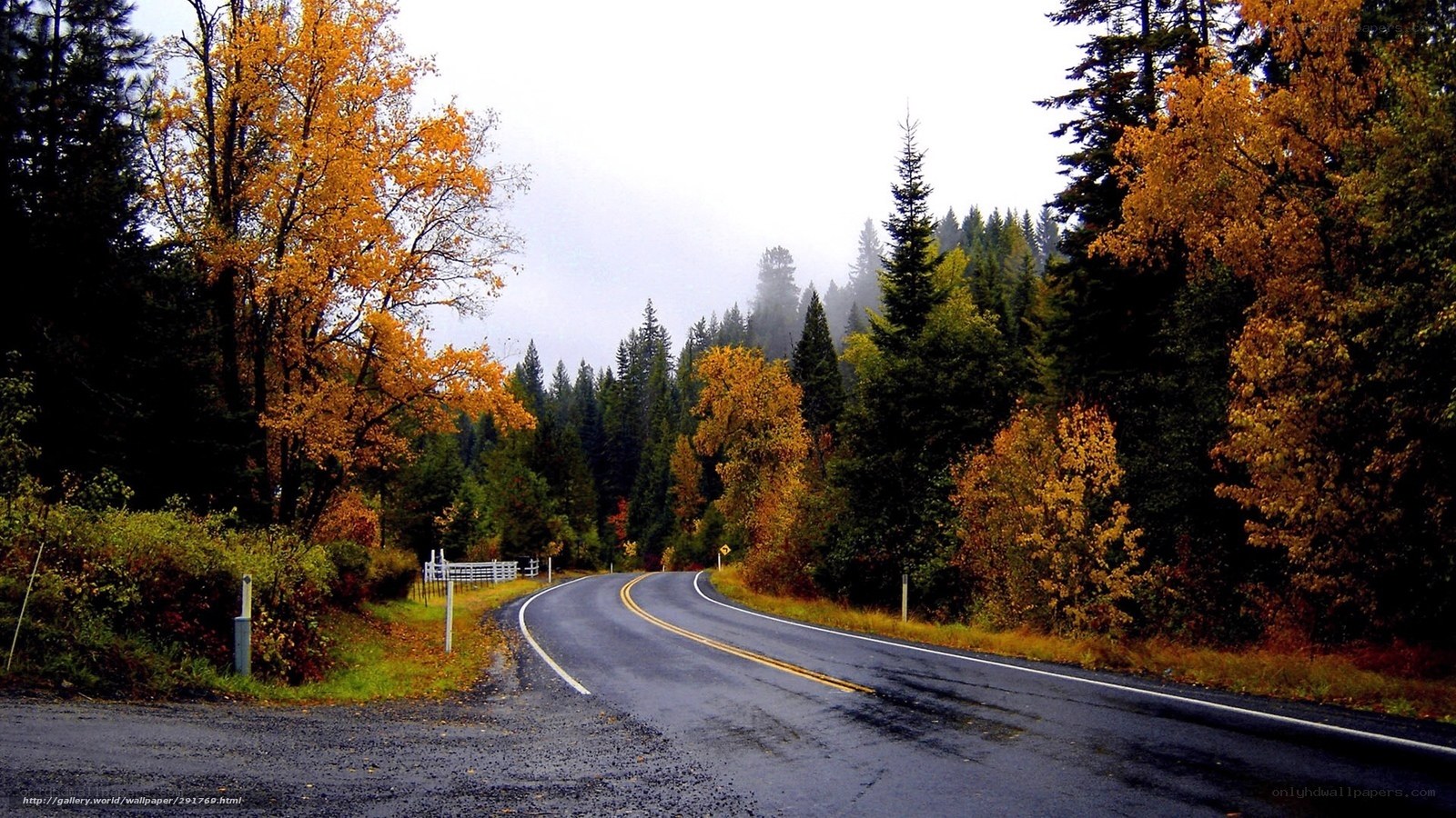 Winding road through autumn forest