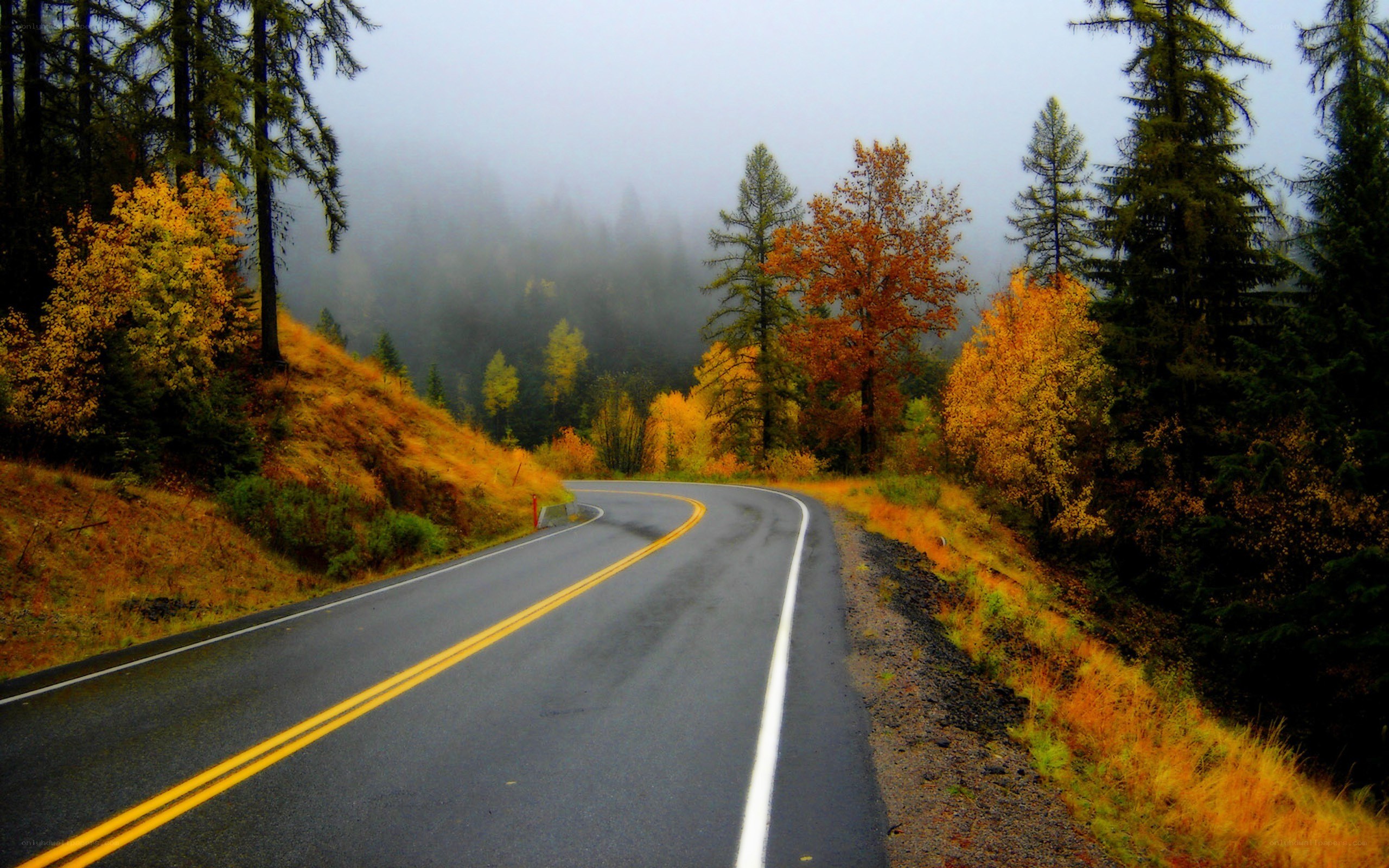 Winding road through autumn forest
