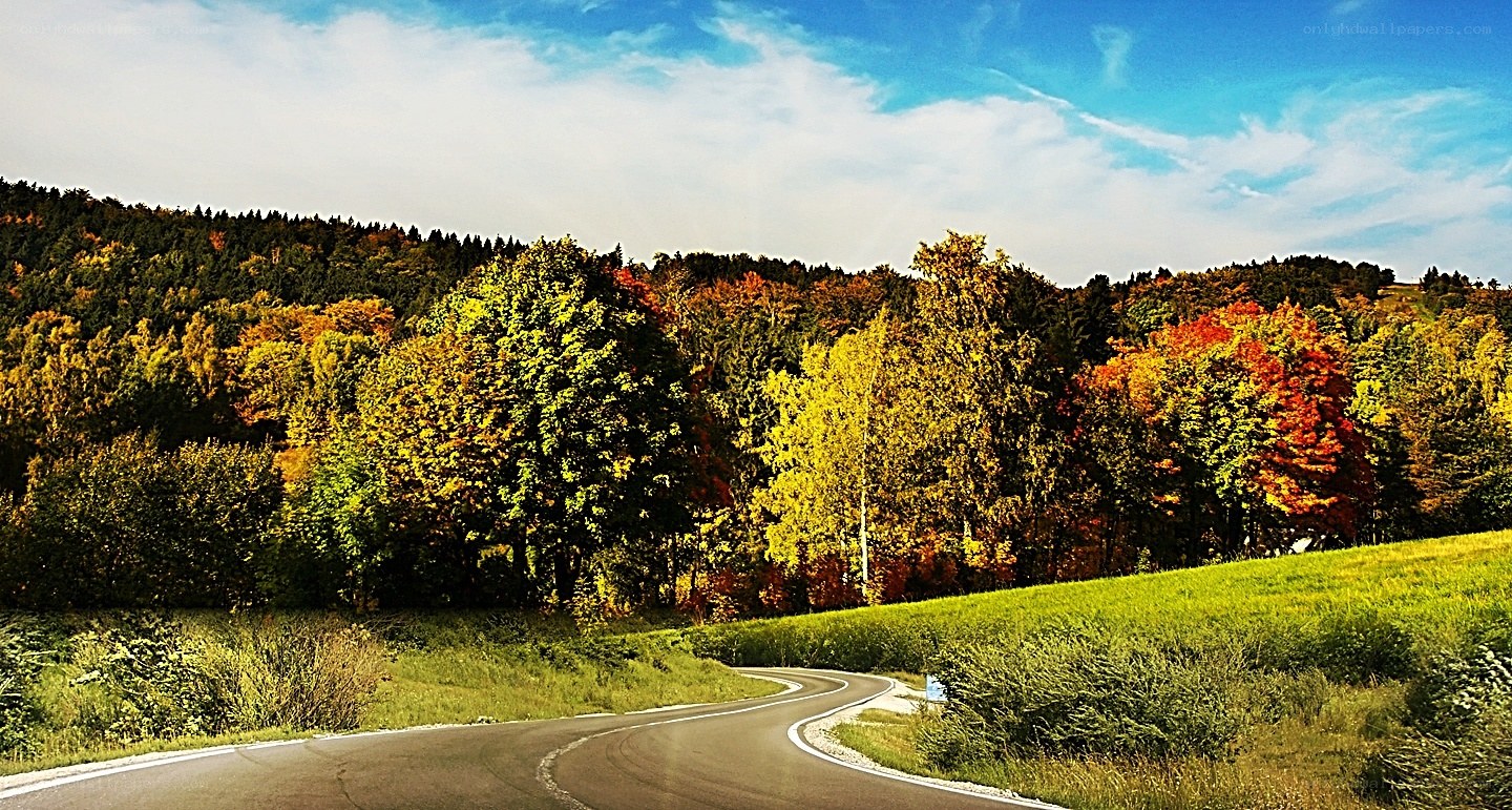 Winding road through autumn forest