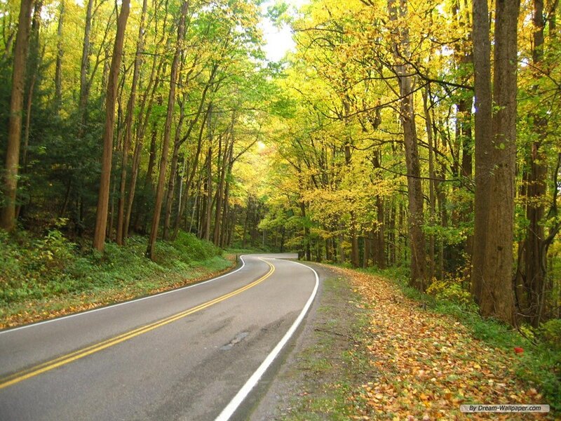 Winding road through autumn forest