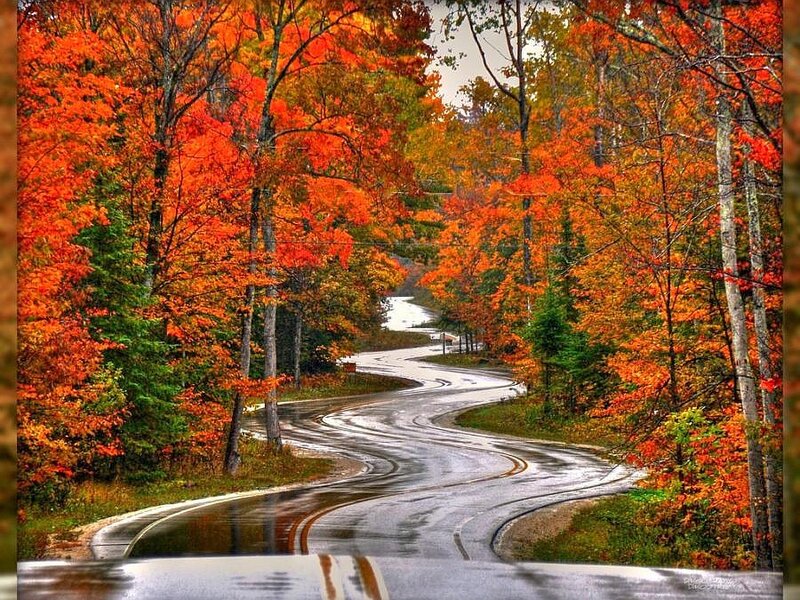 Winding road through autumn forest