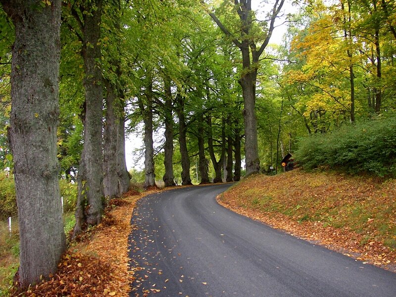 Winding road through autumn forest
