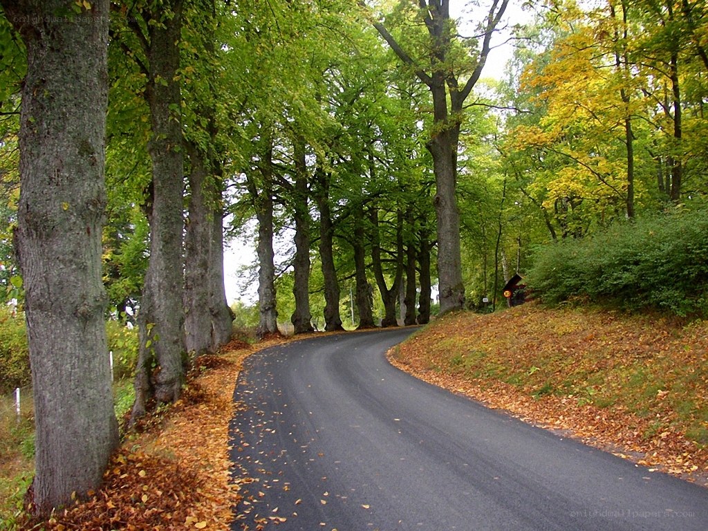 Winding road through autumn forest