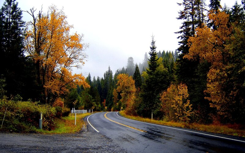 Winding road through autumn forest