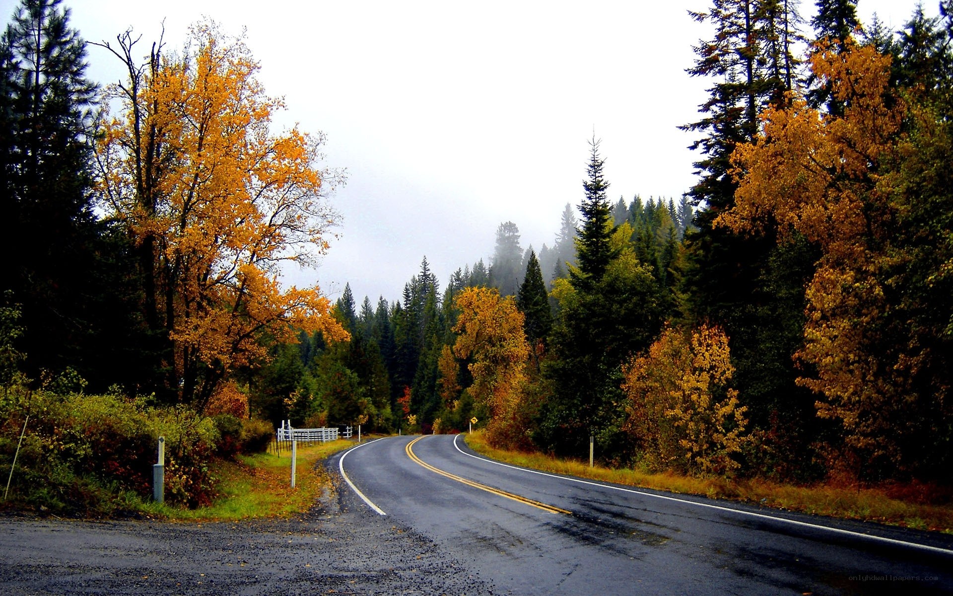 Winding road through autumn forest